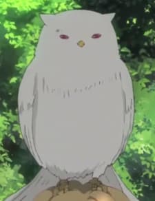 Hakuhi